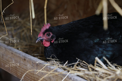 Chicken 90154