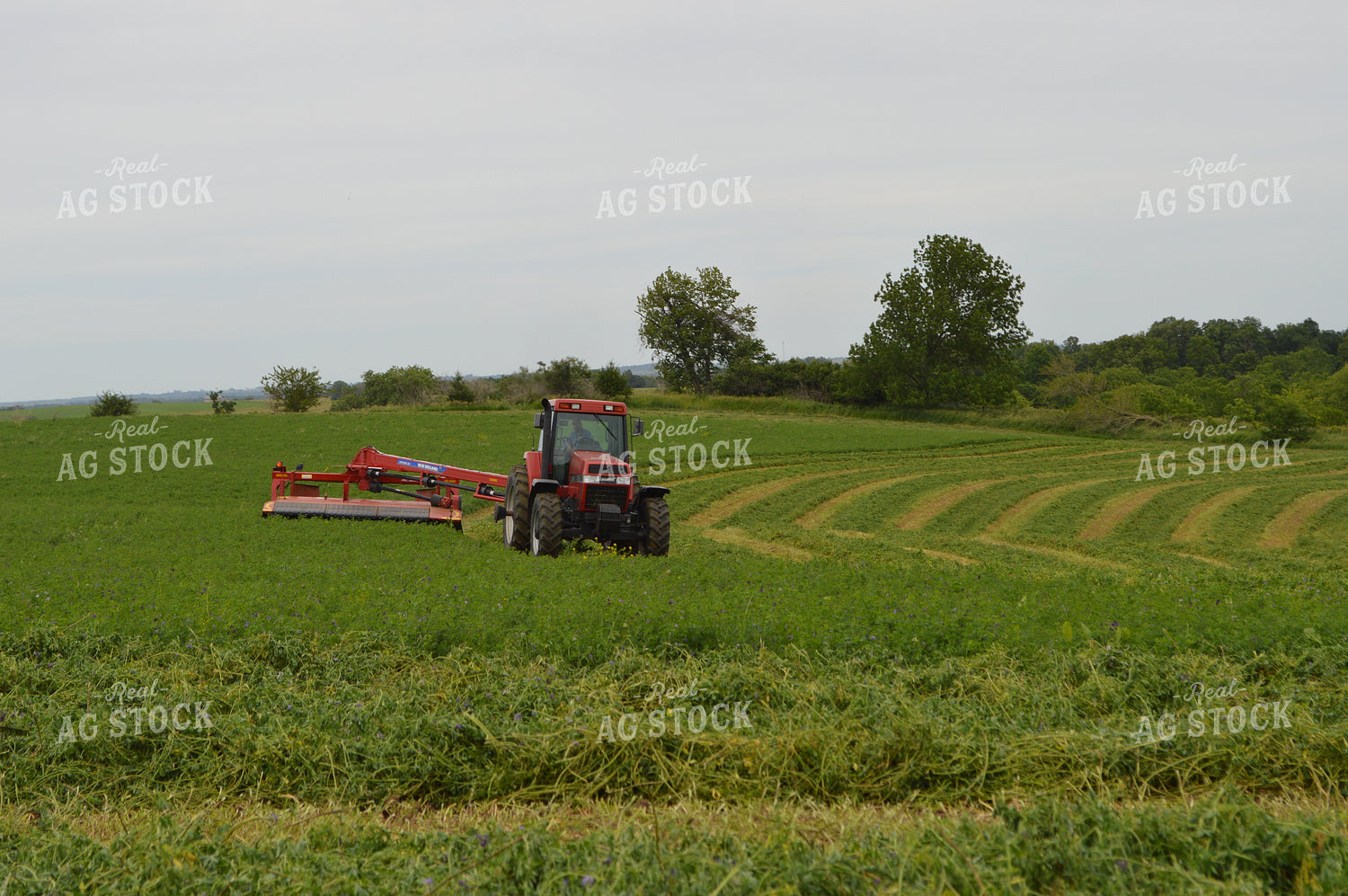 Mowing Hay 206035