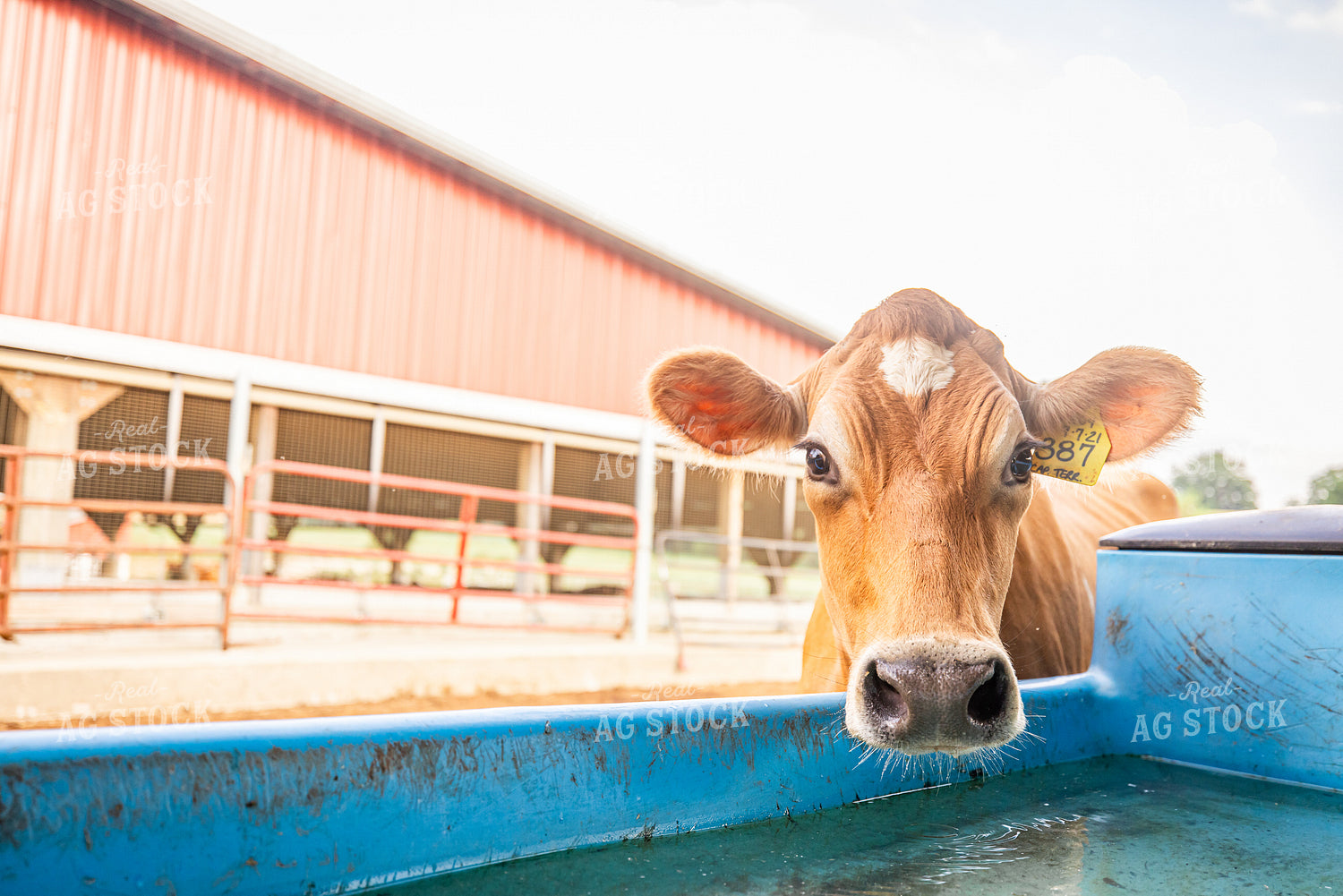 Guernsey Dairy Cows 270554