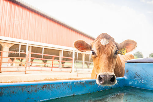 Guernsey Dairy Cows 270554