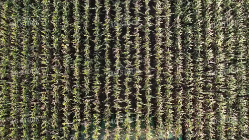 Harvesting Corn Drone 56315