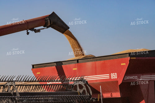 Wheat Harvest 188026