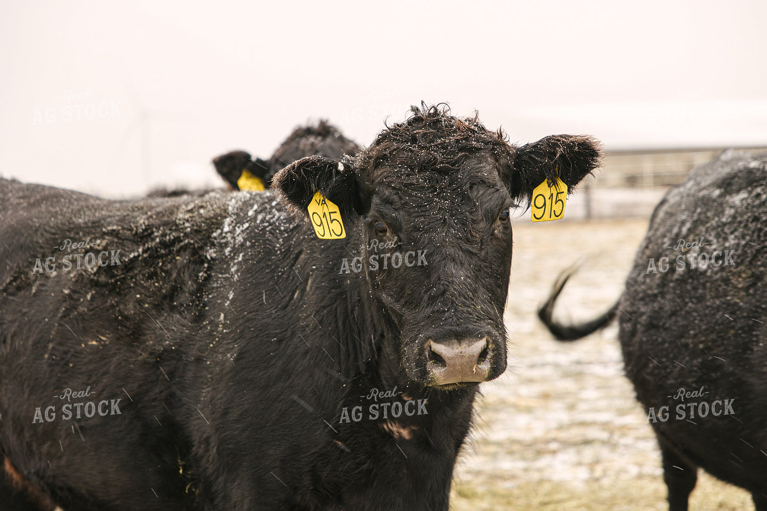 Angus Cattle in Winter 70087