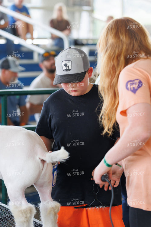 Prepping for Goat Show 295189