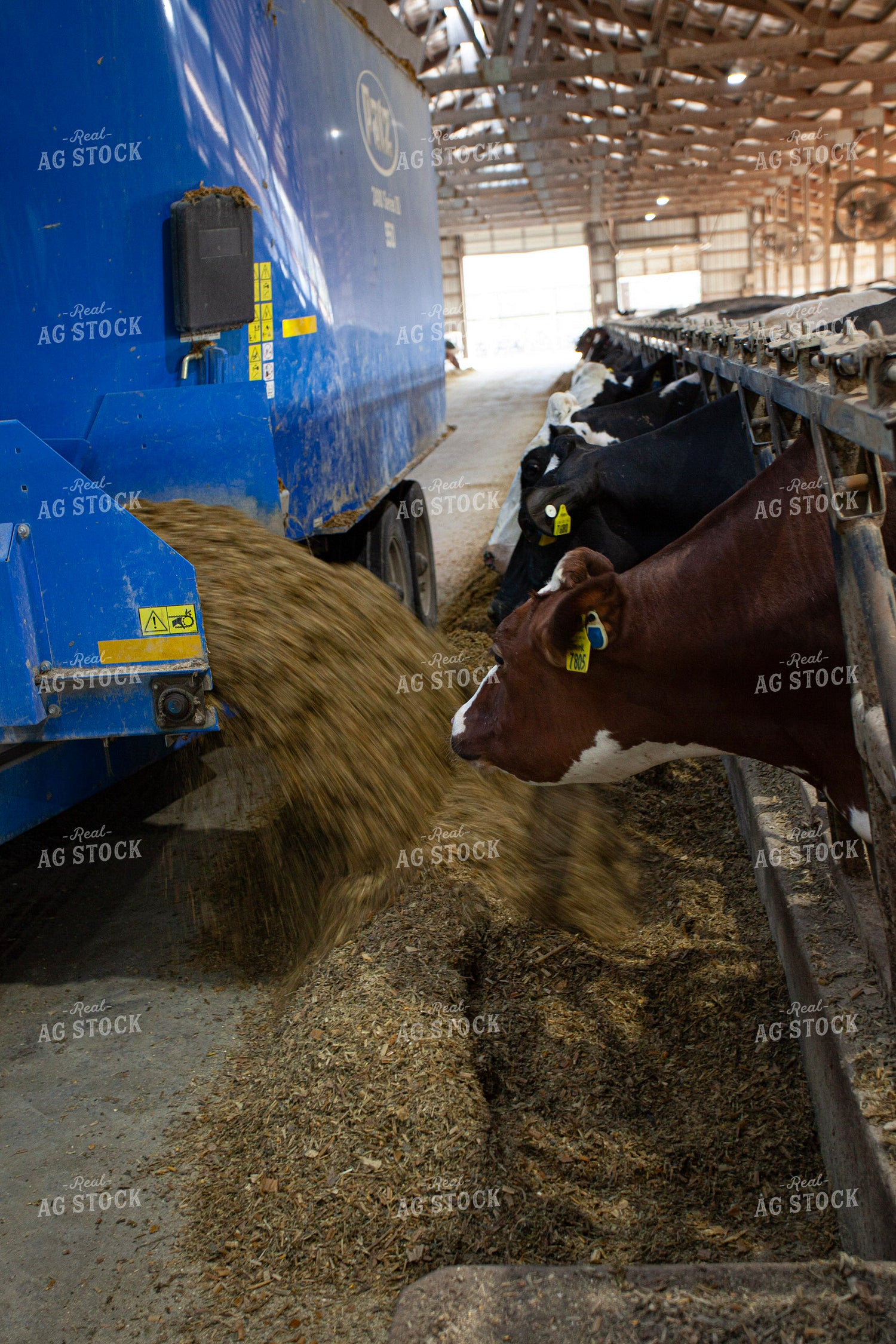Feeding Cattle in Dairy Barn Alley 132160