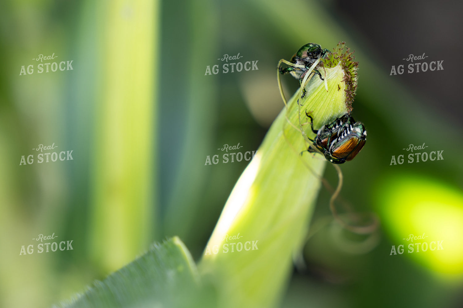 Japanese Beetles Eating Corn Silks 65939