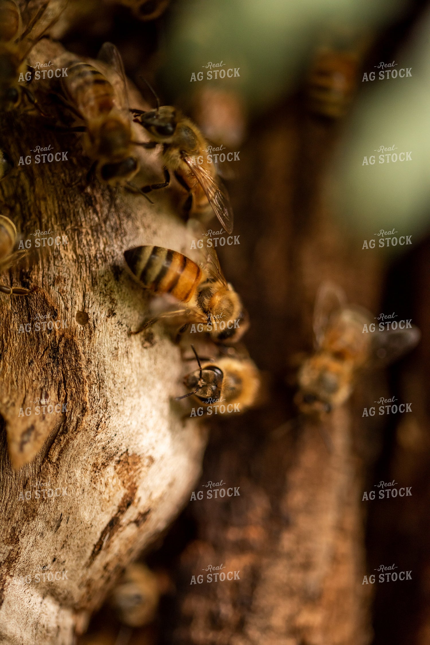 Bees 76406