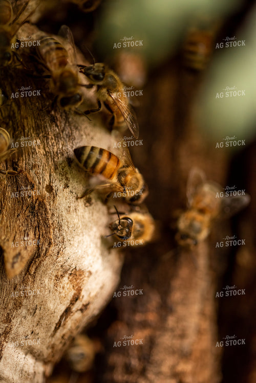 Bees 76406