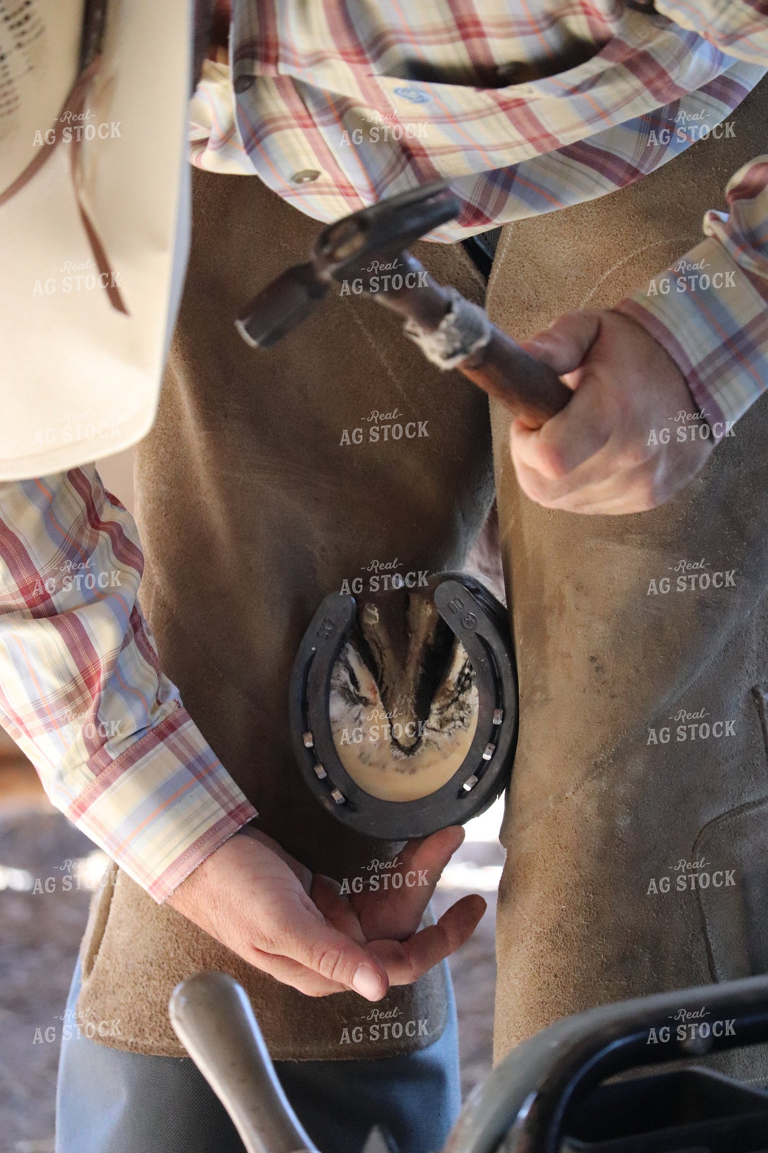 Farrier Fitting a Horseshoe 256025