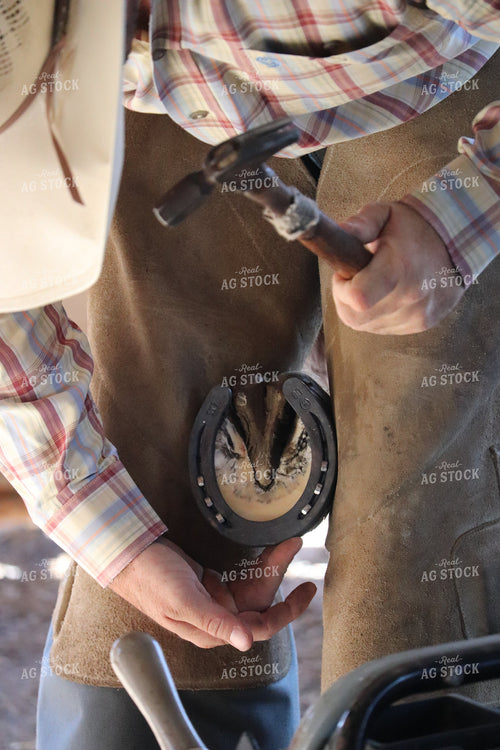 Farrier Fitting a Horseshoe 256025