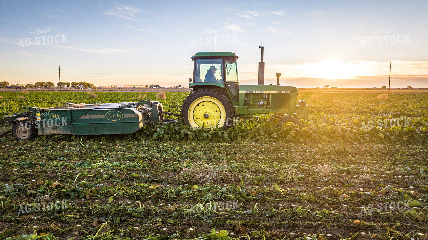 Defoliating Sugar Beets 56563