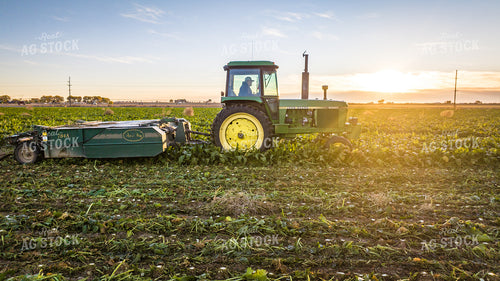 Defoliating Sugar Beets 56563