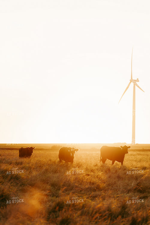 Cattle on Pasture 68249