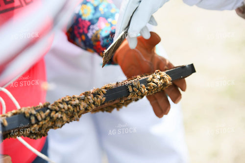 Harvesting Honey 161048