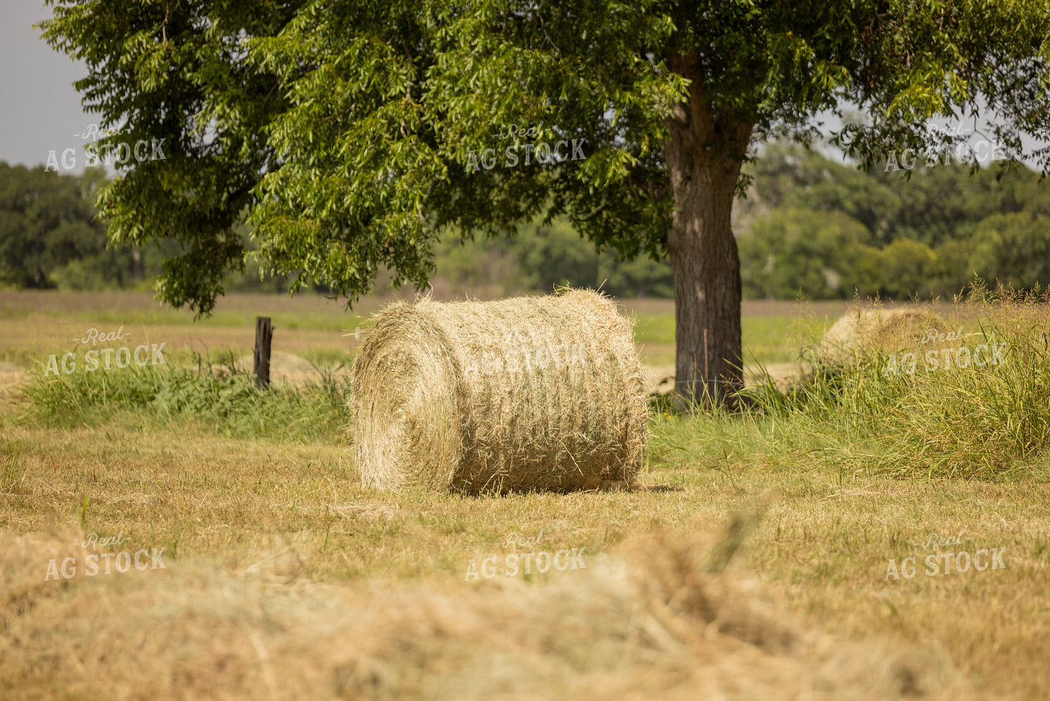 Hay Bale 143015