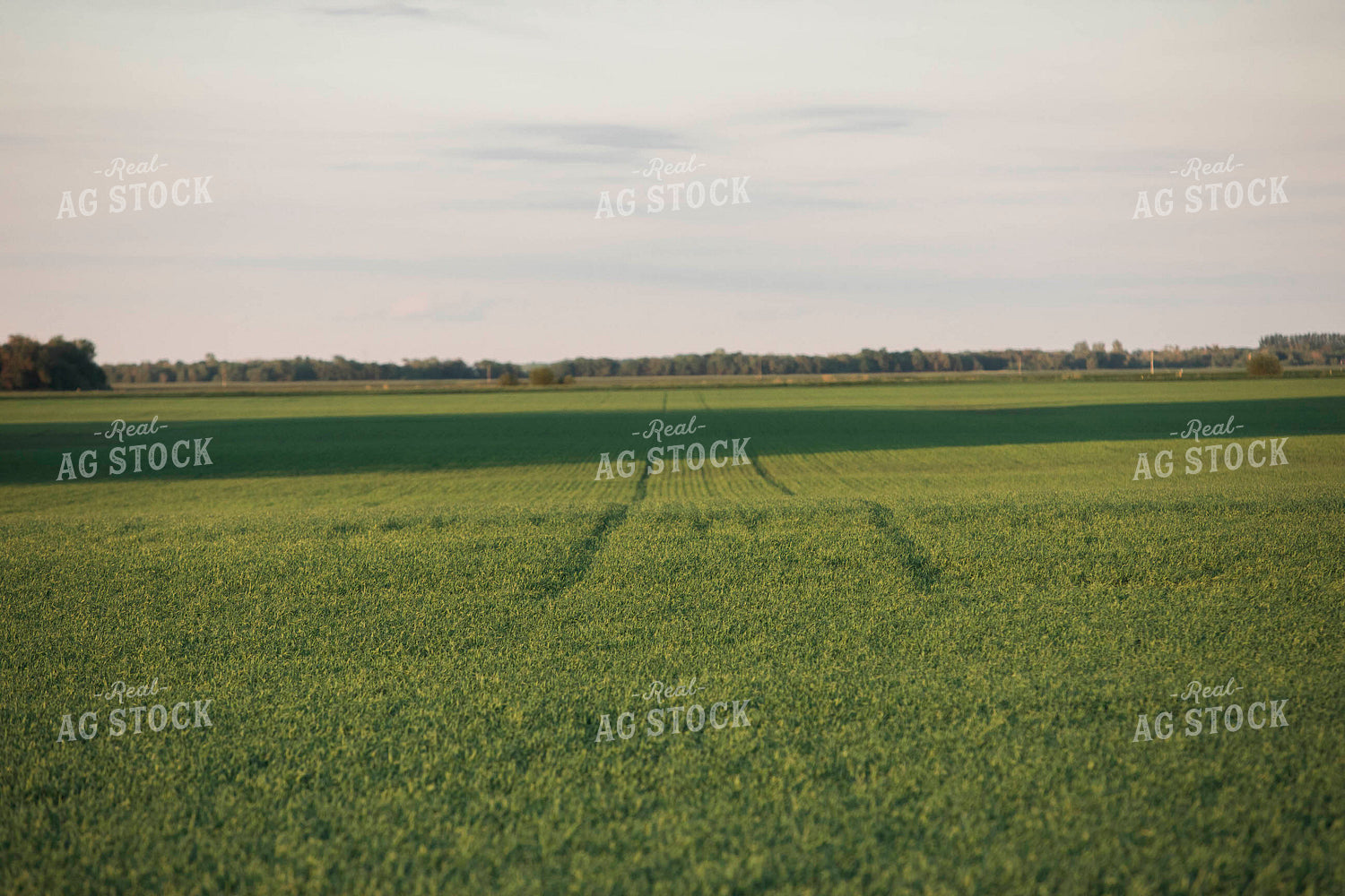 Green Wheat Field 5427