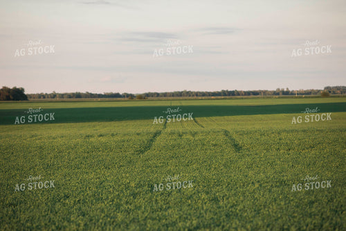 Green Wheat Field 5427