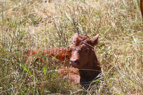 Red Angus Calf 82272