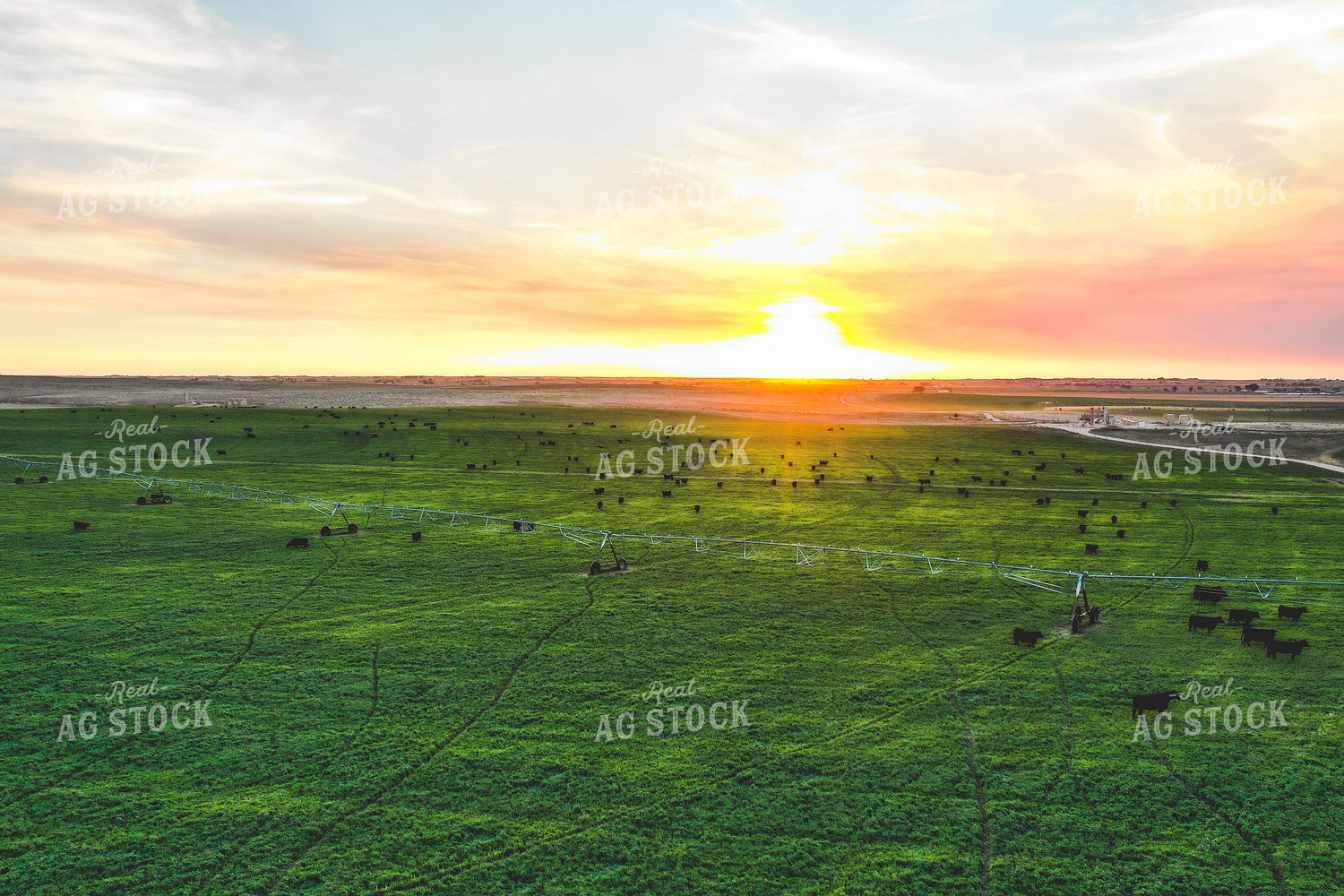 Cattle on Irrigated Pasture 56029