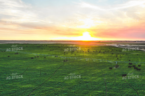 Cattle on Irrigated Pasture 56029