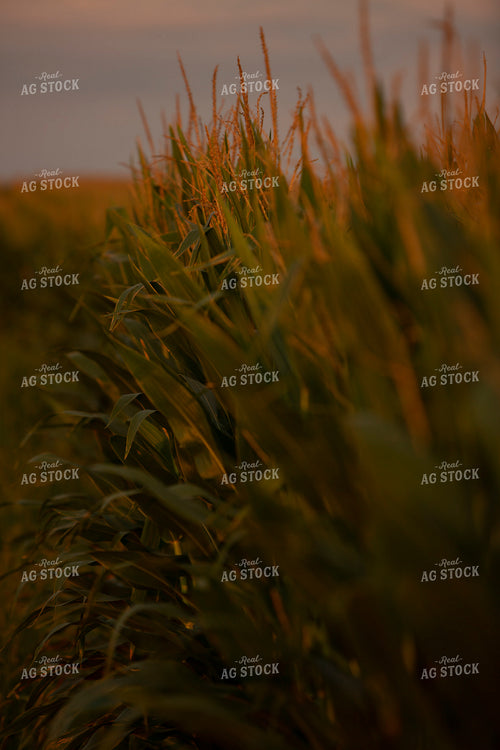 Corn - Mid-Season 2287