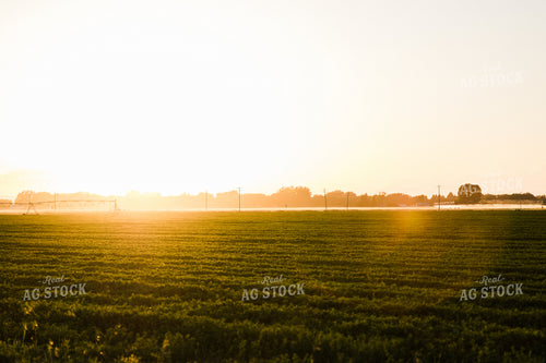 Alfalfa Field at Sunset 83067