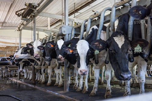 Milking Parlor 270338
