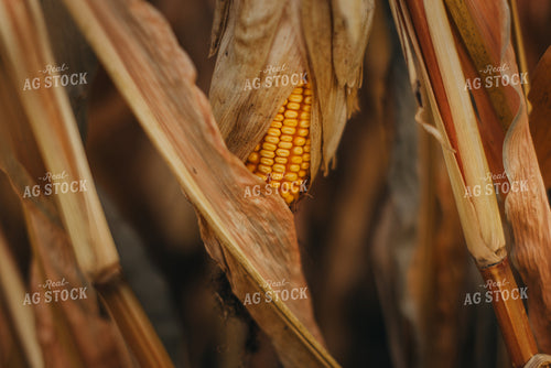 Dried Corn Ear 9491