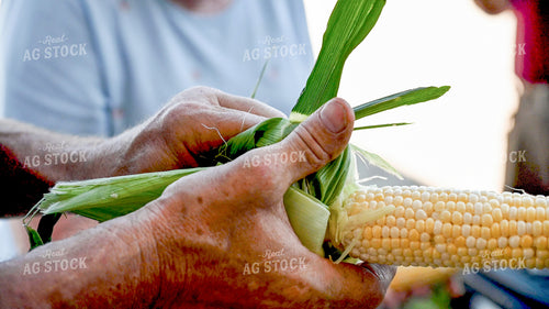 Family Shucking Sweet Corn 25276