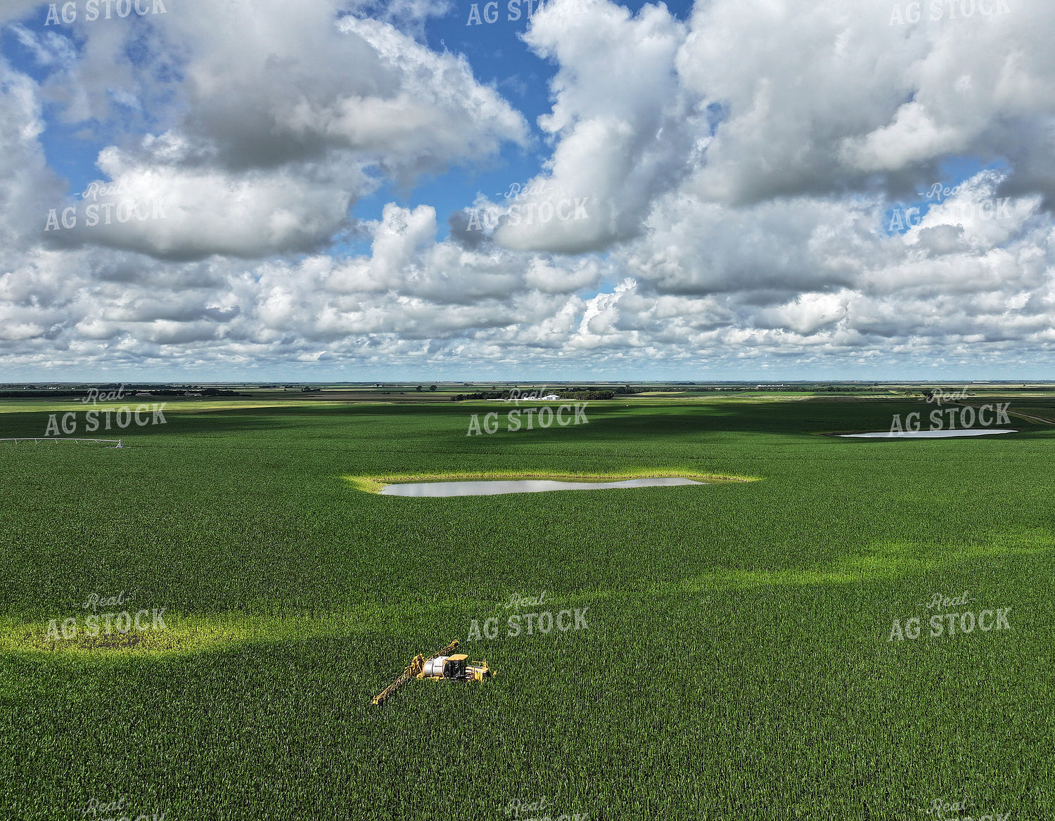Y Dropping Corn 141367