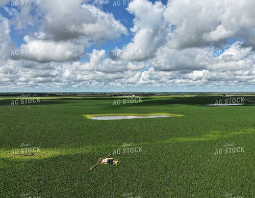 Y Dropping Corn 141367
