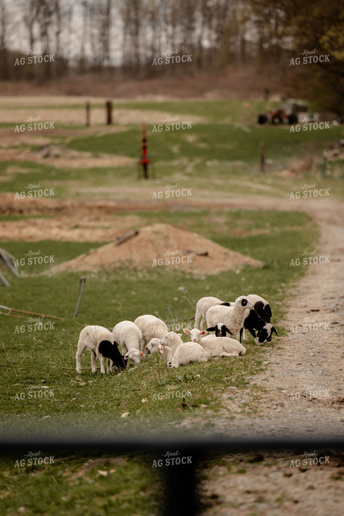Sheep 104022