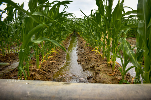 Ditch Irrigation Corn 56193
