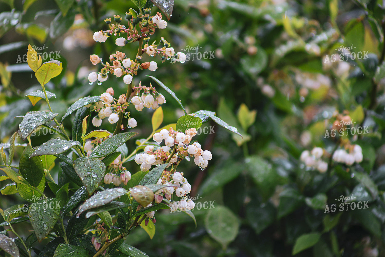 Blooming Blueberry Bushes 261088