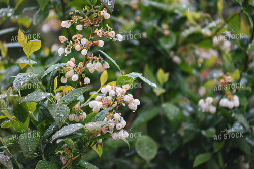Blooming Blueberry Bushes 261088