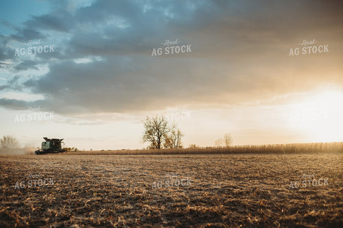 Combine Cutting Soybeans at Sunset 3451