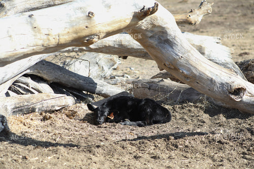 Angus Calf 117233