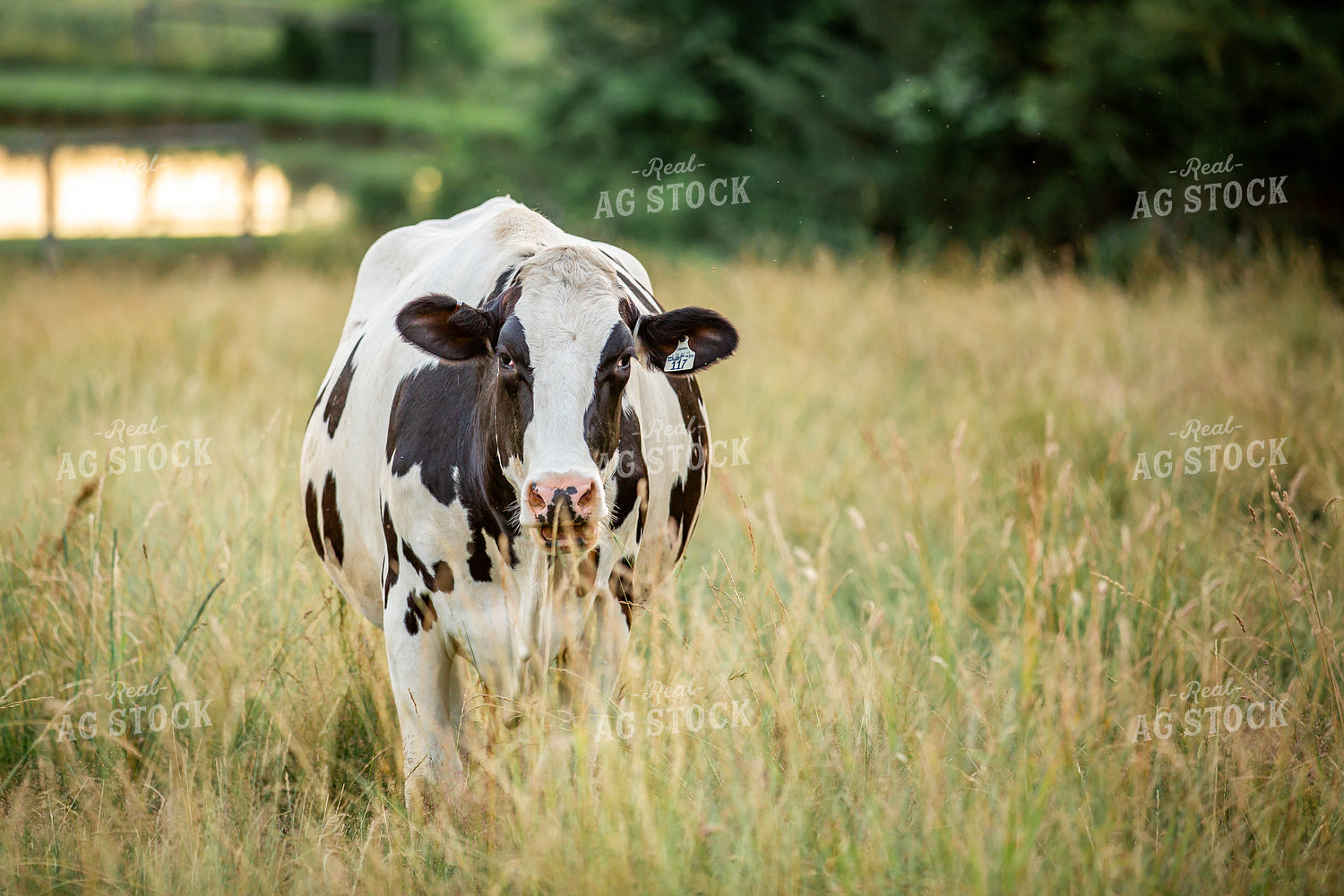 Holstein Cow on Pasture 270355