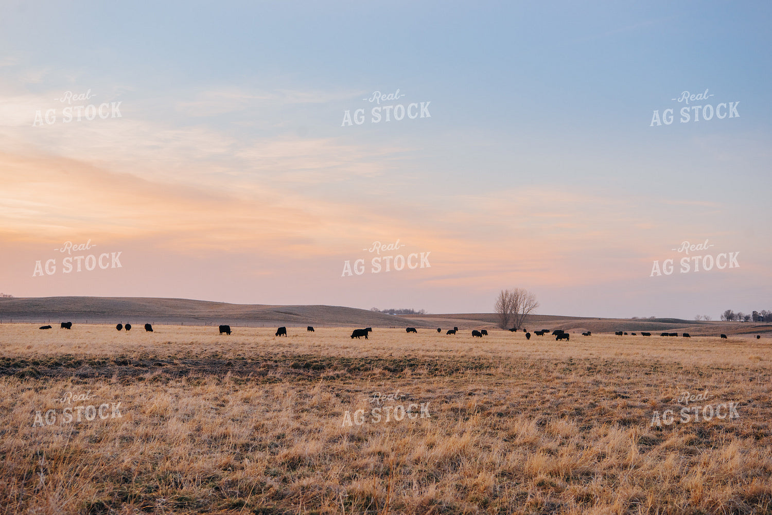 Angus Cattle Grazing in Pasture 68032