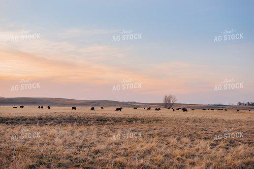 Angus Cattle Grazing in Pasture 68032