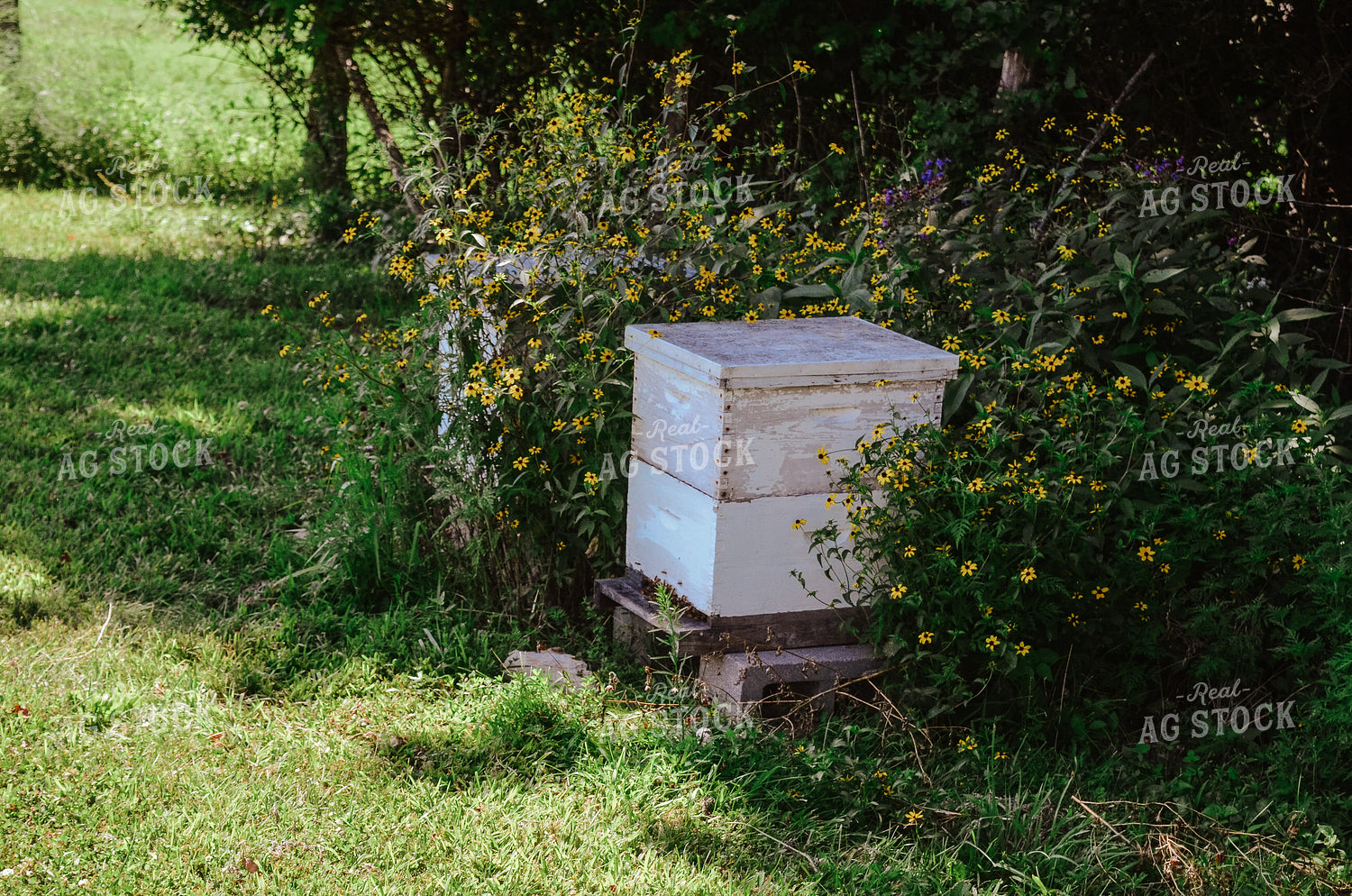 Honey Bee Boxes 125031