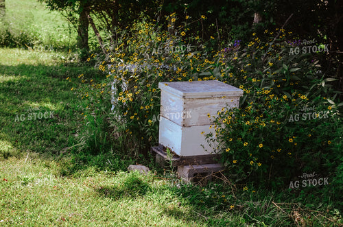 Honey Bee Boxes 125031