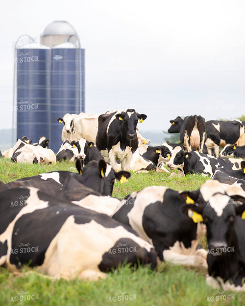 Holstein Cattle on Pasture 55351