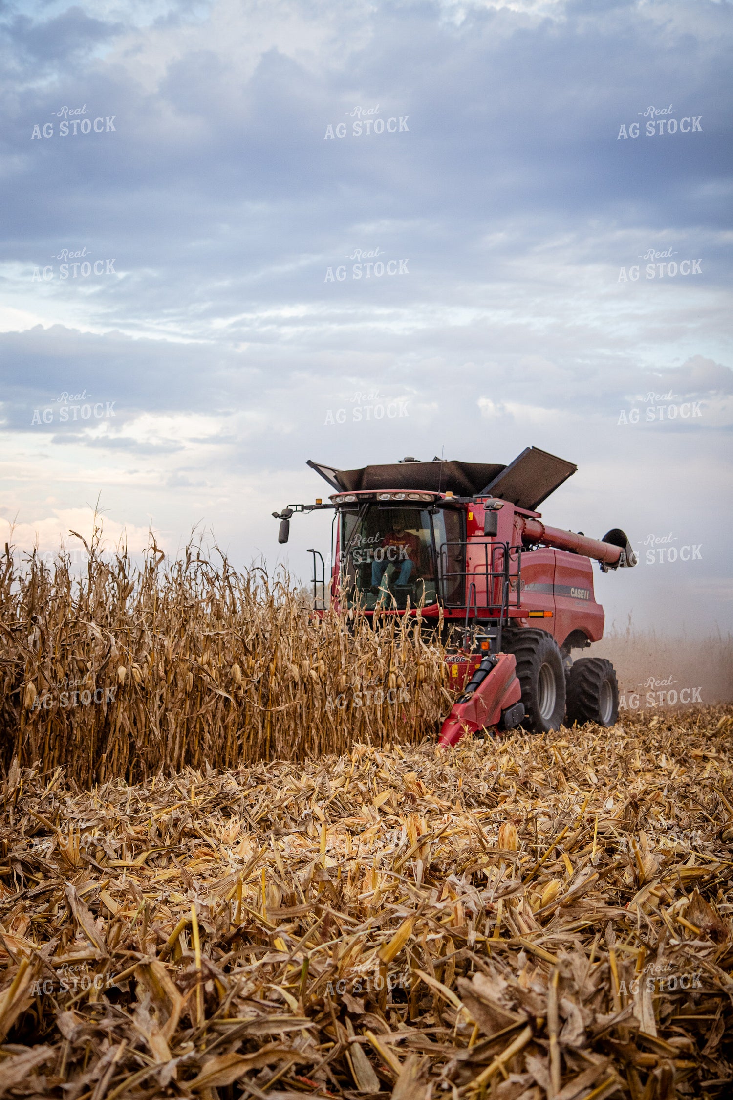 Corn Harvest 268207