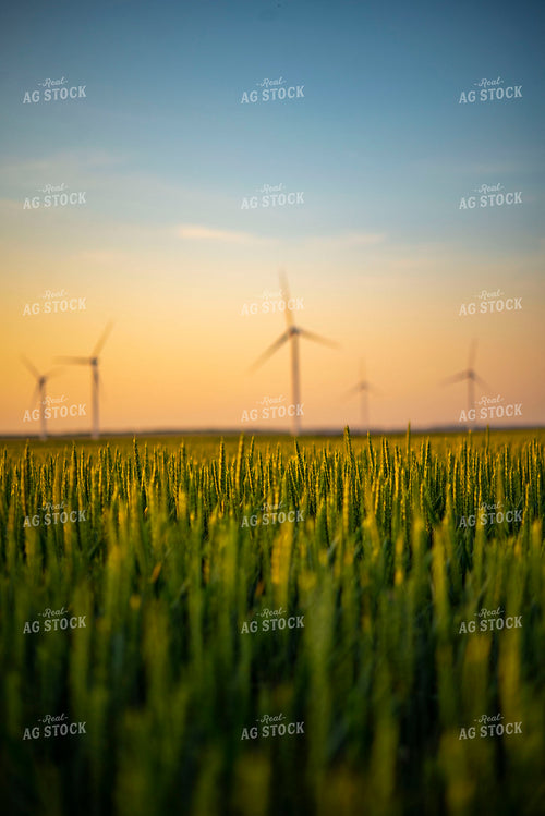 Growing Wheat Field at Sunset with Wind Turbines in Background 136025