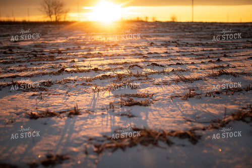 Snowy Harvested Soybean Field 3723