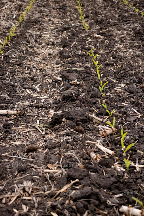 V1 Early Stage Corn 67061