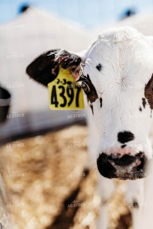 Holstein Calf in Pen 152095
