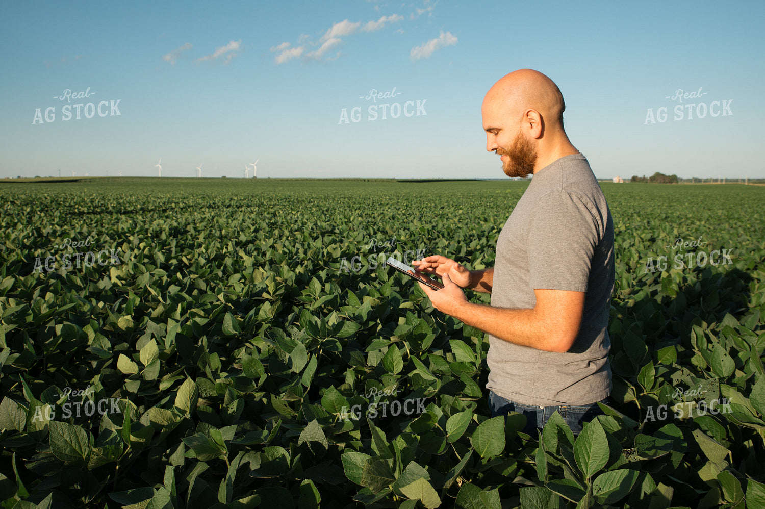 Farmer on iPad in Soybean Field 25967