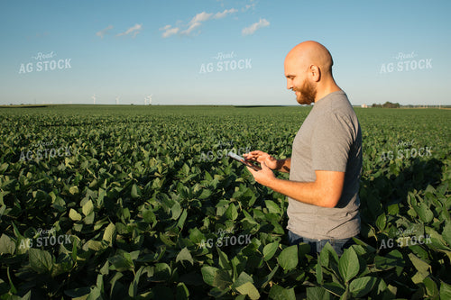 Farmer on iPad in Soybean Field 25967